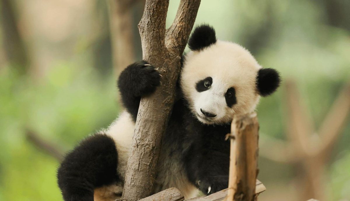 Chengdu Panda Base: Discover China’s National Treasure