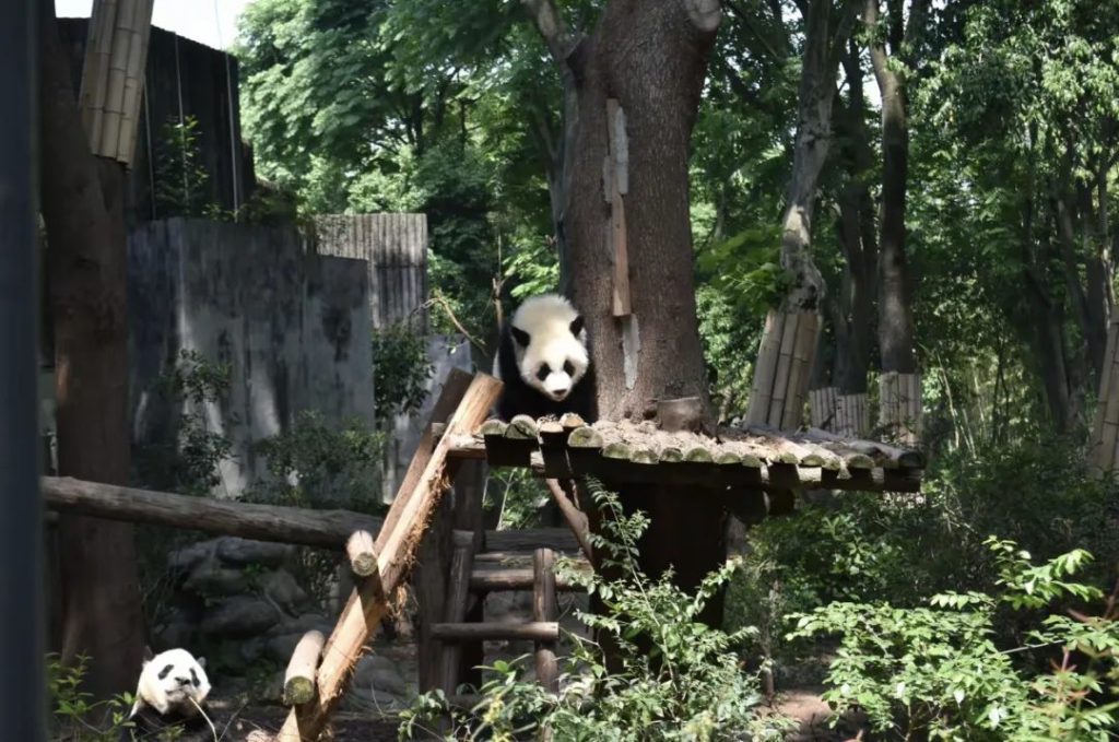 Chengdu Panda