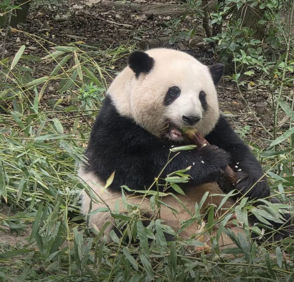 Chengdu Panda